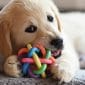 Benefits of Chew Toys for Cats and Dogs