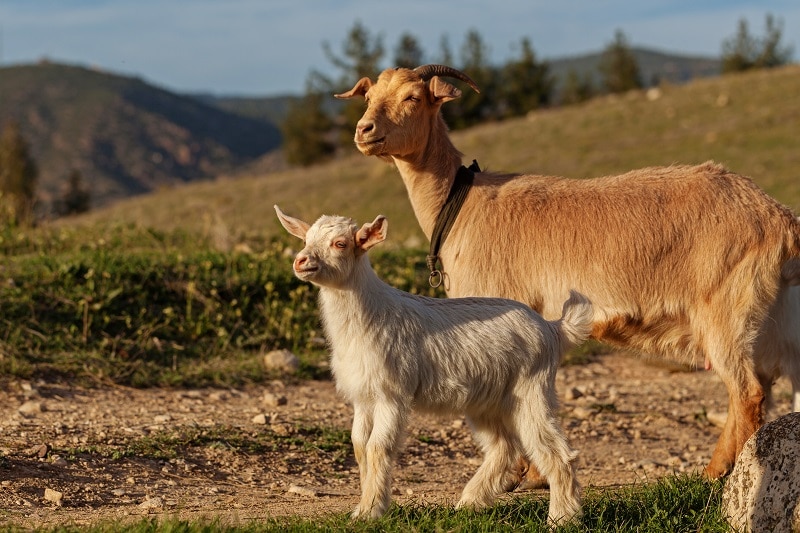 Mother goat and her kid in natural environment
